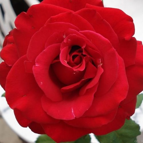 Rosa Olympiad™ - mierna vôňa ruží - Stromkové ruže s kvetmi čajohybridov - červená - Samuel Darragh McGredy IV.stromková ruža s rovnými stonkami v korune - -